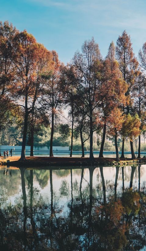 little island with trees on it